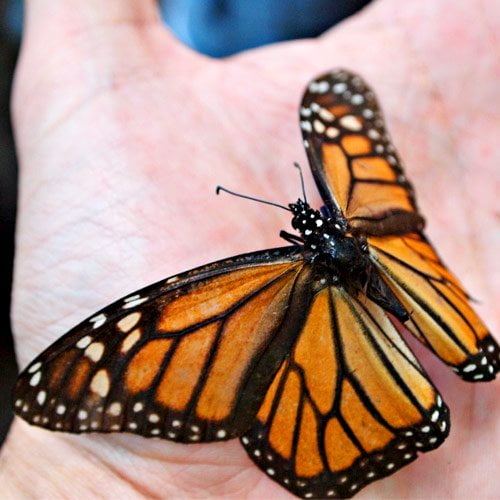 La mariposa monarca